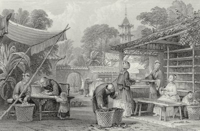 Feeding Silkworms and Sorting Cocoons, engraved by A. Willmore by Thomas Allom